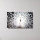 Search for black white peacock decor Peafowl