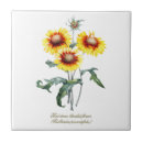 Search for gaillardia Sunflower
