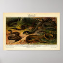 Search for reptile posters Gecko