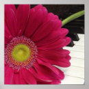 Search for gerber daisy posters Pink