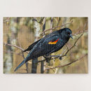 Search for blackbird puzzles Avian
