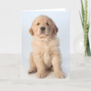 Search for studio cards Looking at camera