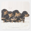 Search for doxie stickers Animals