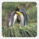 Search for two penguins stickers Wildlife