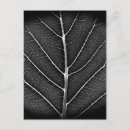 Search for leaf vein postcards Nature