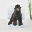 Search for poodle cards Snow