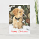 Search for yellow lab christmas cards Snow