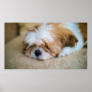Search for shih tzu posters Portrait