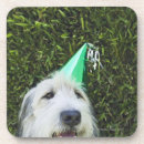 Search for dog breeds coasters Collie