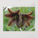 Search for native plants postcards Wildflowers