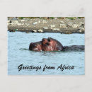 Search for hippo postcards Botswana