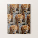 Search for cat and dog puzzles Pet