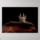 Search for newt posters Amphibian