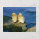 Search for sibling postcards Twins