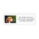 Search for beagle puppy return address labels Animal