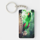 Search for colourful parrot key rings Exotic