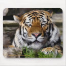 Search for amur mouse mats Cats