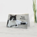 Search for black cat birthday cards Black and white