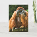Search for orangutans cards Funny