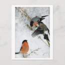 Search for snow birds postcards Animal