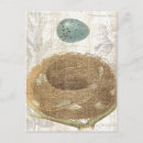 Search for bird eggs postcards Brown