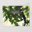 Search for birdwatcher postcards Wildlife
