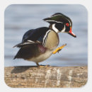 Search for cavity stickers Bird