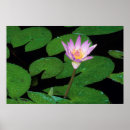 Search for capensis Colour image