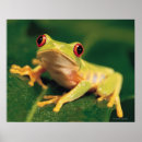 Search for red eye posters Nature