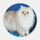 Search for fluffy magnets Pets