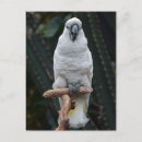 Search for feather vertical postcards Exotic