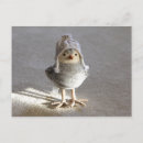 Search for alone horizontal postcards Bird