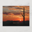 Search for saguaro cactus postcards Nature