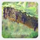 Search for sunflower seeds stickers Nature