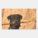 Search for rottys stickers Cute