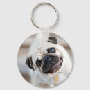 Search for pug accessories Cute