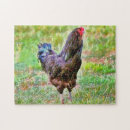 Search for rooster puzzles Fun