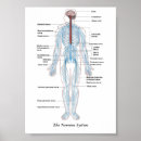 Search for nervous system posters Brain