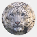 Search for snow leopard stickers White