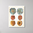 Search for sand canvas prints Shell