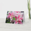 Search for stargazer cards Lily