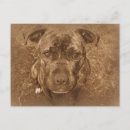 Search for terrier horizontal postcards Staffordshire bull terrier