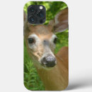 Search for deer cases Wildlife