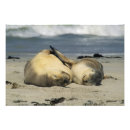 Search for cinerea Island