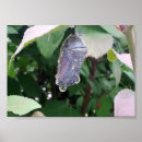 Search for caterpillar to butterfly posters Black