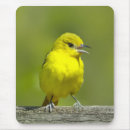 Search for orchard mouse mats Bird