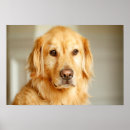 Search for golden retriever posters Pet