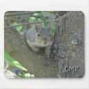 Search for funny squirrel pictures photography Squirrels