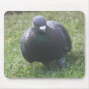 Search for posed mouse mats Animals