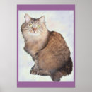 Search for maine coon cat posters Pets